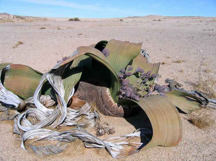 Вельвичия удивительная – реликтовое дерево пустыни Намиб