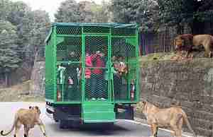Хищники на свободе в зоопарке Lehe Ledu