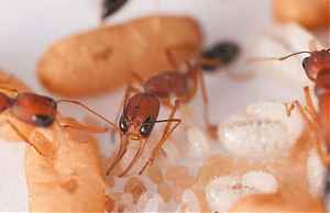 Индийские прыгающие муравьи выявляют личинок будущих королев по запаху