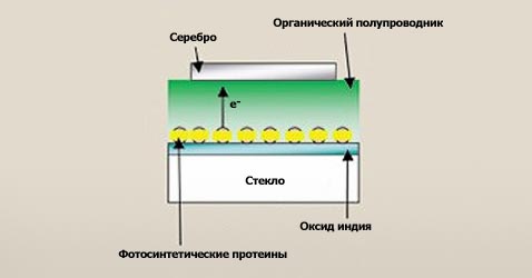 Фотосинтетическая солнечная батарея